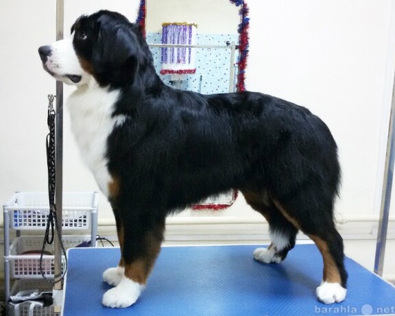 strizka-sobak-i-kosek-v-zelenograde-predlozenie-uslugi-v-obieiavlenii-u8609846-3977227-na-baraxlanet-big-1